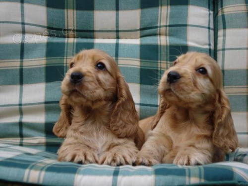 Anglick� kokr�pan�l � �t���tka s PP