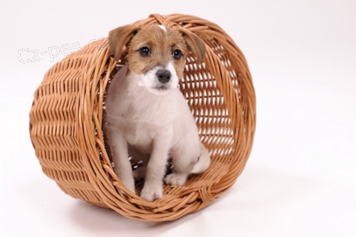 Jack Russell teri�r