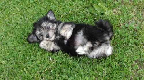 Havansk� ps�k - bi�onek bez PP