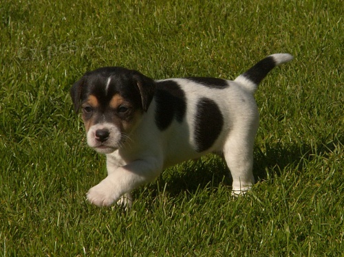 Parson Russell teri�r