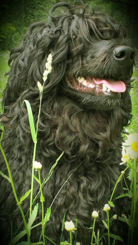 Portugalsk� vodn� pes / Cao de Aqua Portugues