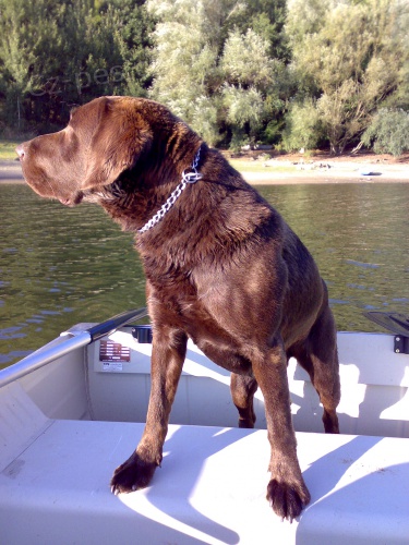 Nab�z�m kryt� hn�d�m Labradorem