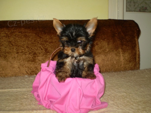 jork��rsk� terier