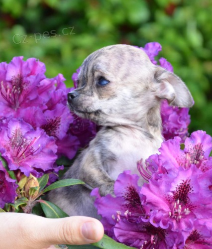 �ivava kr�tkosrst� mini fenka ��han�