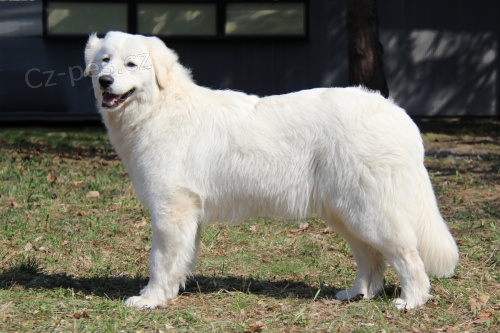 Slovensk� �uva� - �t��ata s PP