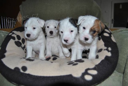 Parson Russell Teri�r