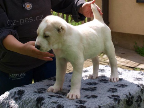 St�edoasijsk� pasteveck� pes 