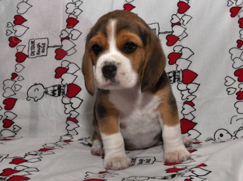 �t��ata b�gla s PP, 2 holky a 1 kluk