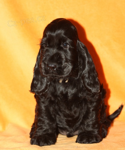 Kokr�pan�l anglick� s PP