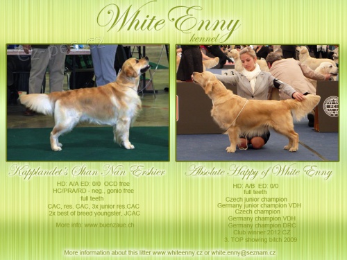 Zlat� retriever s pp !