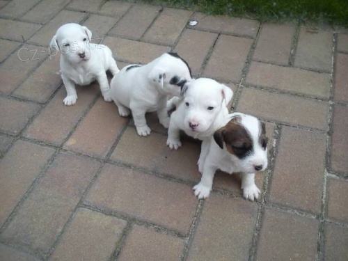 Parson Russell Teri�r