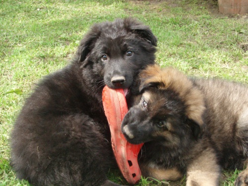 �t���tka n�meck�ch ov��k� s PP 