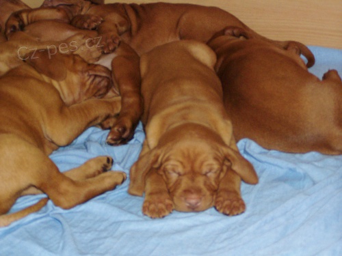 Ma�arsk� oha� kr�tkosrst�- �t��ata 