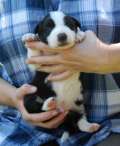 Ps� chlape�ek borderkolie