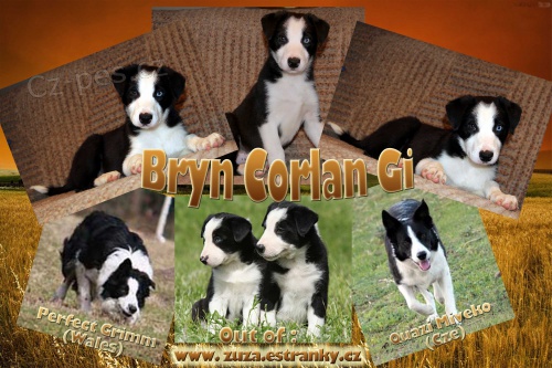 Fenka border collie na pr�ci a sport, zahrani�n� kryt�