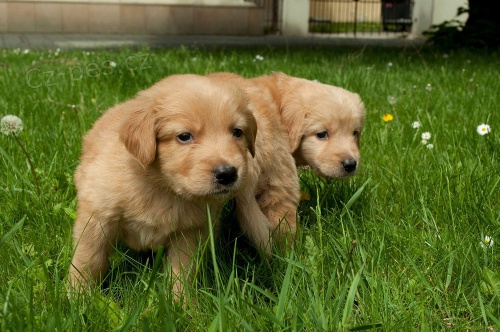 Hovawart - plav� pes s PP