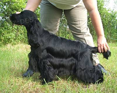 E-shop s krmivy a �prava ps�.