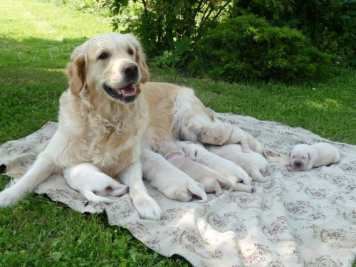 ZLAT� RETR�VR - �T��ATA S PP k prodeji