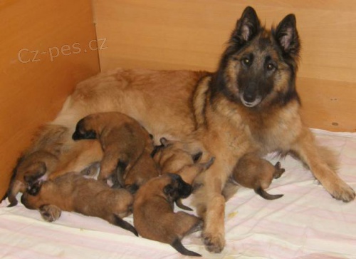 Belgick� ov��k Tervueren