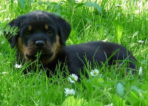 Rotvajler - �t��ata s PP