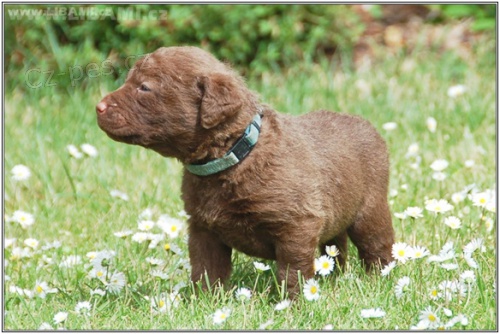 Labradorsk� retriever