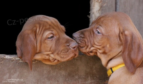 Ma�arsk� oha� kr�tkosrst� s PP