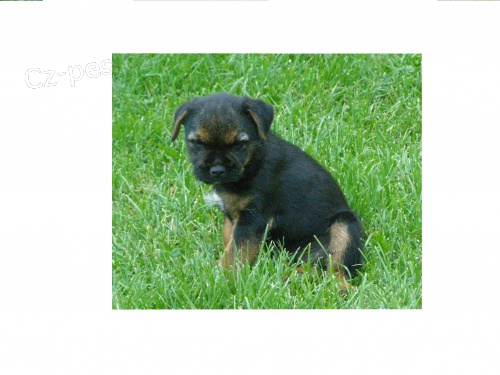 Prod�m �t�n� border teriera s PP