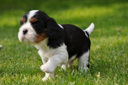 TR ps�k Kaval�r King Charles �pan�l