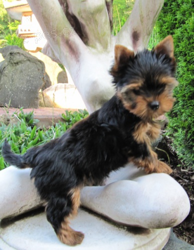 Jork��rek-�t���tko