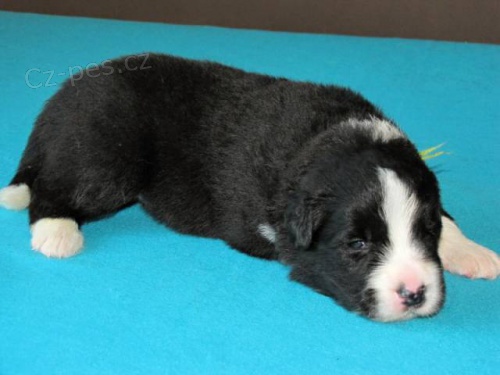 Border kolie �t���tka