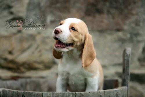 �t��ata b�gla s PP, 2 fene�ky