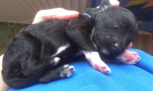 Portugalsk� vodn� pes - �teniatka