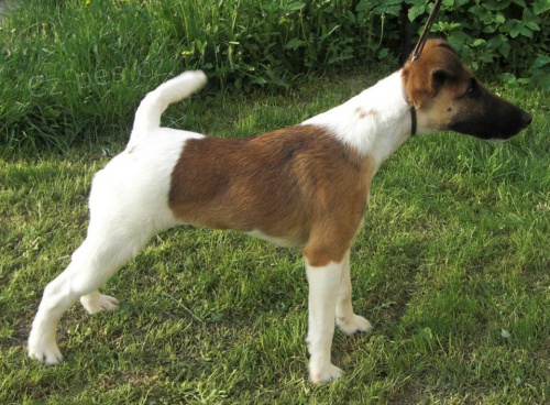 Foxteri�r hladkosrst� - prod�m 8 m�s��n�ho pejska