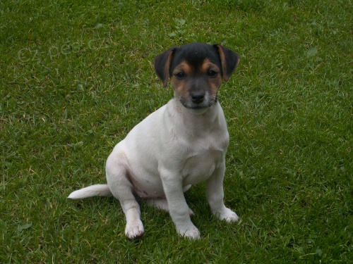 Parson Russell Teri�r