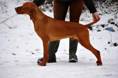 Ma�arsk� oha� , vizsla �t��ata s PP