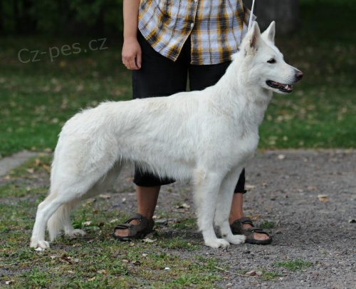 B�l� �v�carsk� ov��k s PP - �t��ata na prodej