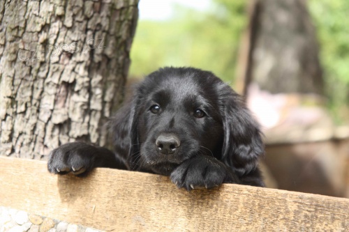 Flat coated retriever �t�n�