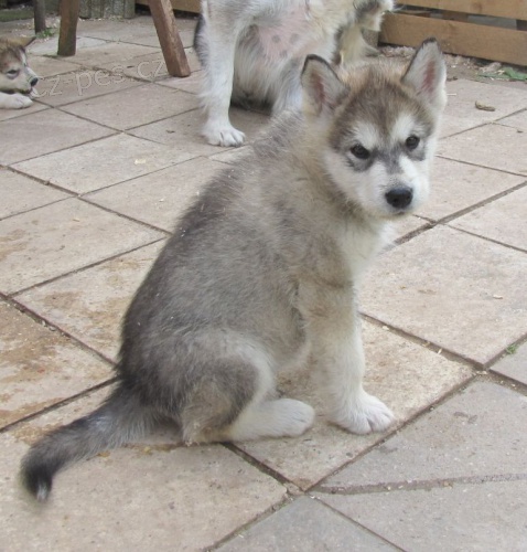 Alja�sk� malamut s pp