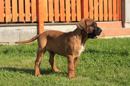 Tosa-Inu s PP-11 t�dn� star�