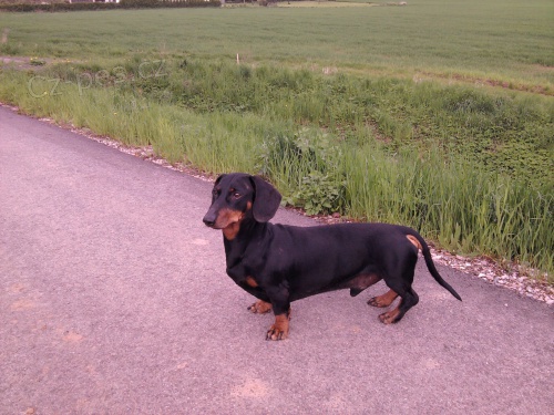 Jezev��k hladkosrst� standard