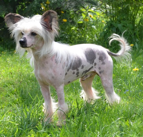 ��nsk� chocholat� pes nah�� kryt�