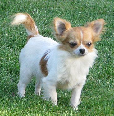 �ivava dlouhosrst� 