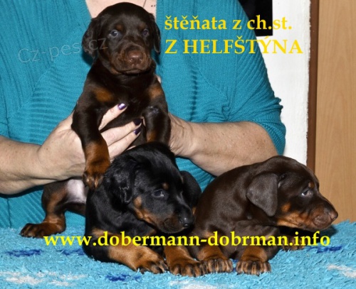 Dobrman- pro n�ro�n�, s PP