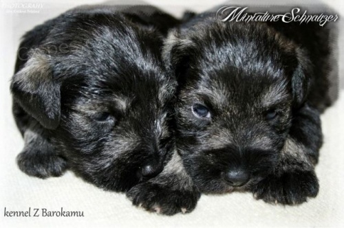 Kn�ra� mal� pep� a s�l s PP