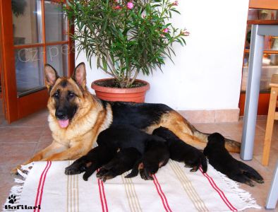 N�meck� ov��k - �t��ata s PP