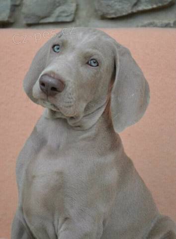 V�marsk� oha� kr�tkosrst� � pejsek