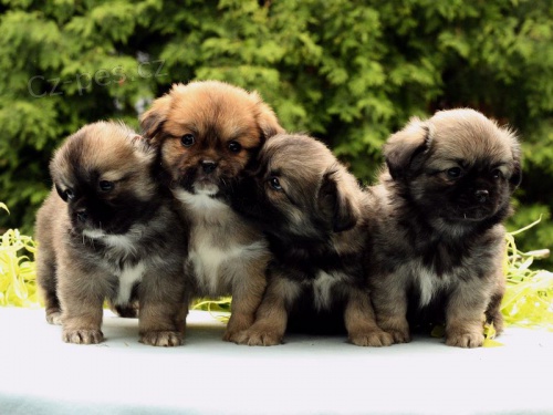 Tibetsk� �pan�l