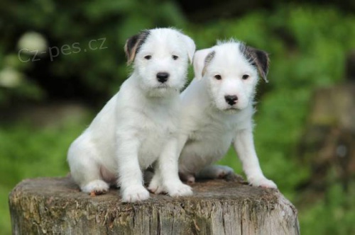 Parson Russell Teri�r s PP