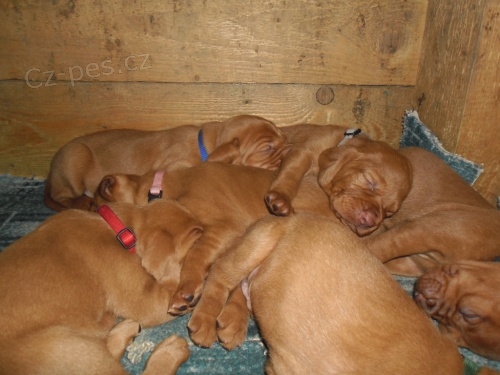 Ma�arsk� oha� kr�tkosrst�  (vizsla) s PP