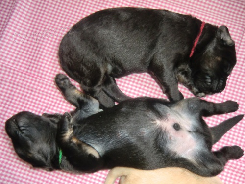 hovawart �t��ata s PP